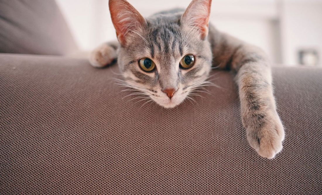 Mon chat fait ses griffes en utilisant les meubles, découvrez comment régler le problème