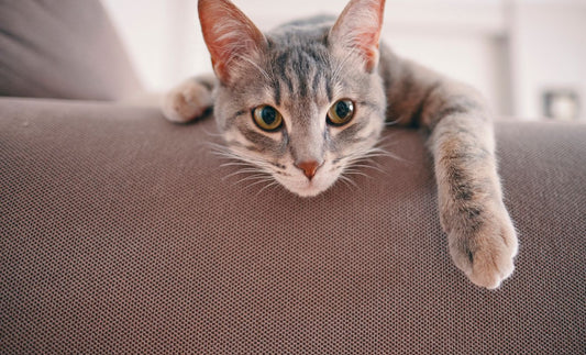 Mon chat fait ses griffes en utilisant les meubles, découvrez comment régler le problème